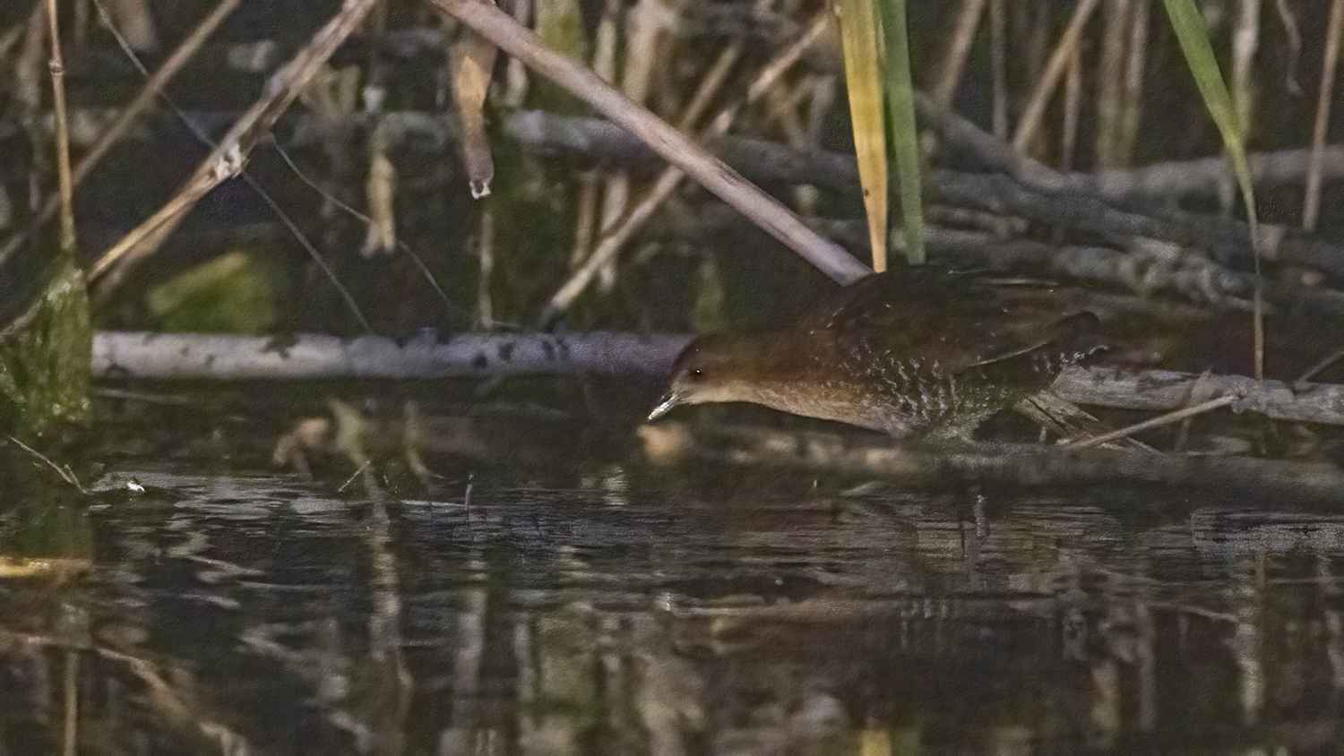 Baillon's Crake